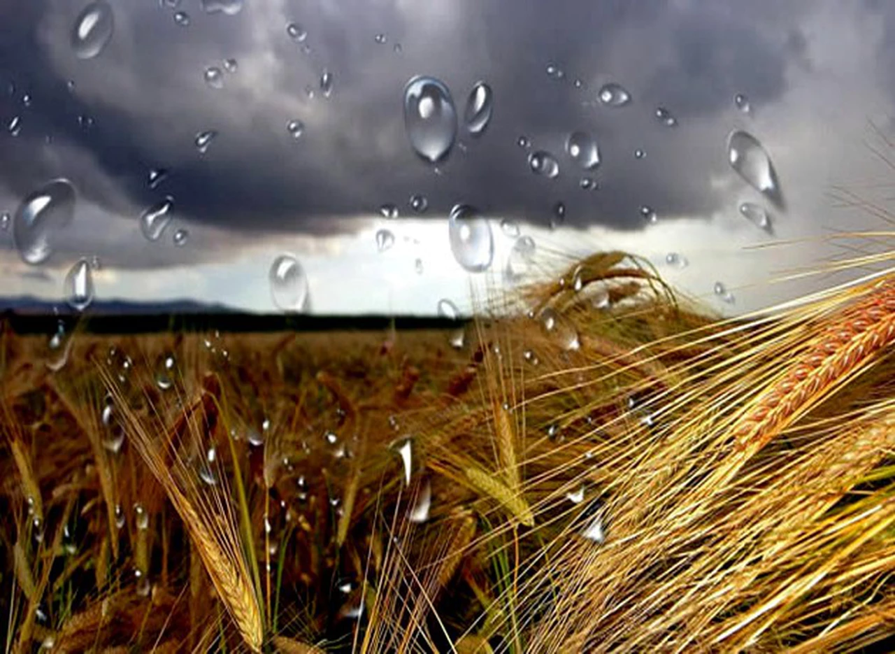 Monsanto, hasta en la lluvia: detectan agrotóxicos en precipitaciones con niveles que rompen marcas mundiales