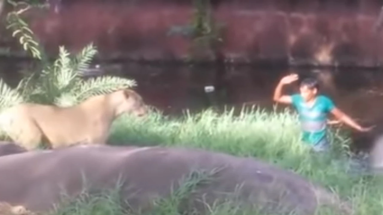 Video insólito: un hombre ebrio se metió a la jaula de los leones "para saludarlos"