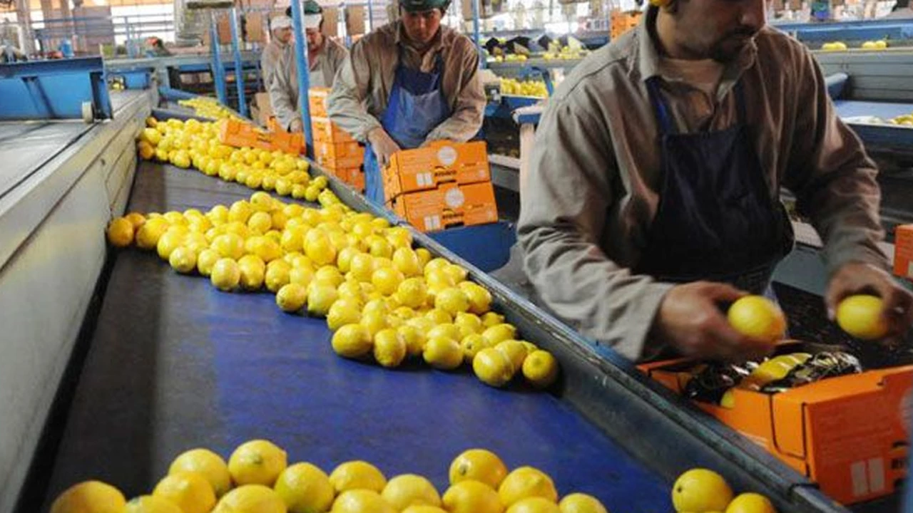 Los  limones argentinos vuelven a exportarse al exigente mercado de Japón
