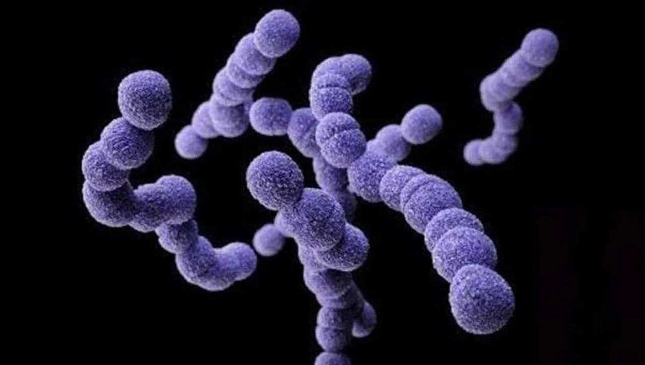 Streptococcus pyogenes: ¿qué opinan los especialistas sobre la situación, la protección y el tratamiento?