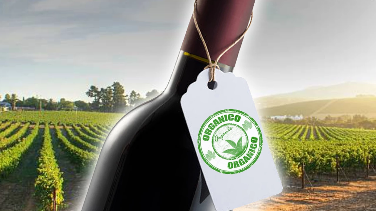 ¿Buscás nuevos vinos orgánicos?: chequeá estas etiquetas recién lanzadas