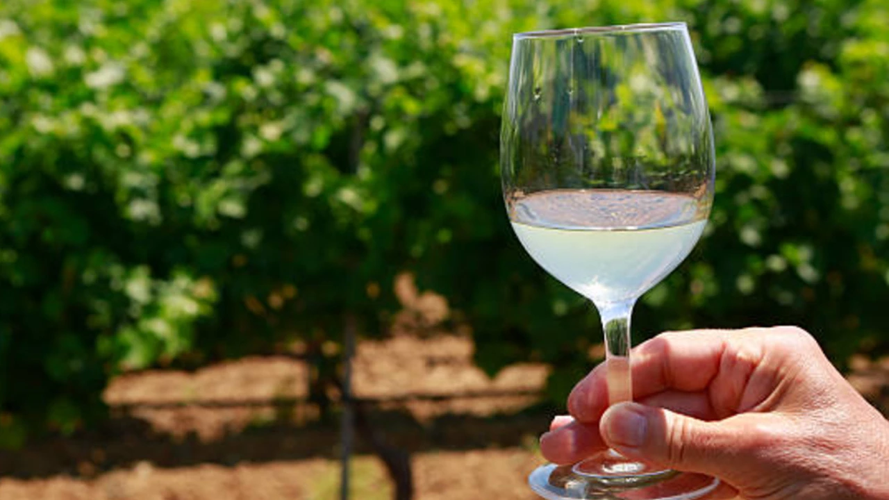 Mucho más que altura: ¿cuál es el secreto de los vinos de Salta?