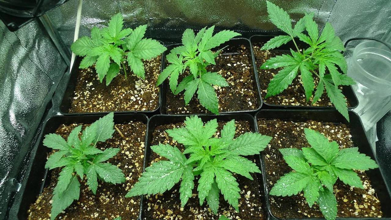 Jujuy firmó acuerdo con empresa de Estados Unidos para producir cannabis medicinal