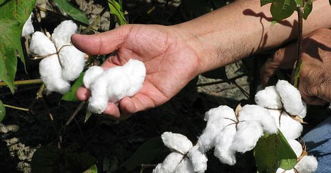 Monsanto de Bayer logra fallo a favor para patentar semillas de algodón