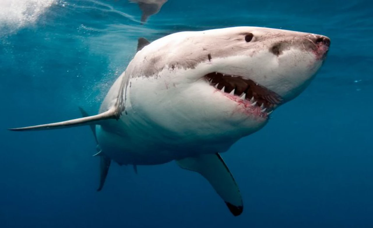Video aterrador: apareció un tiburón en la costa argentina