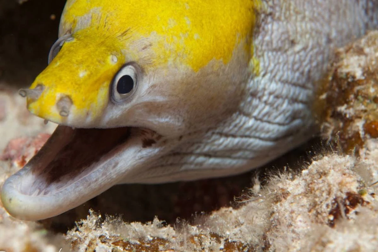 Las anguilas de Londres están drogadas por la cocaína de la orina de los ciudadanos