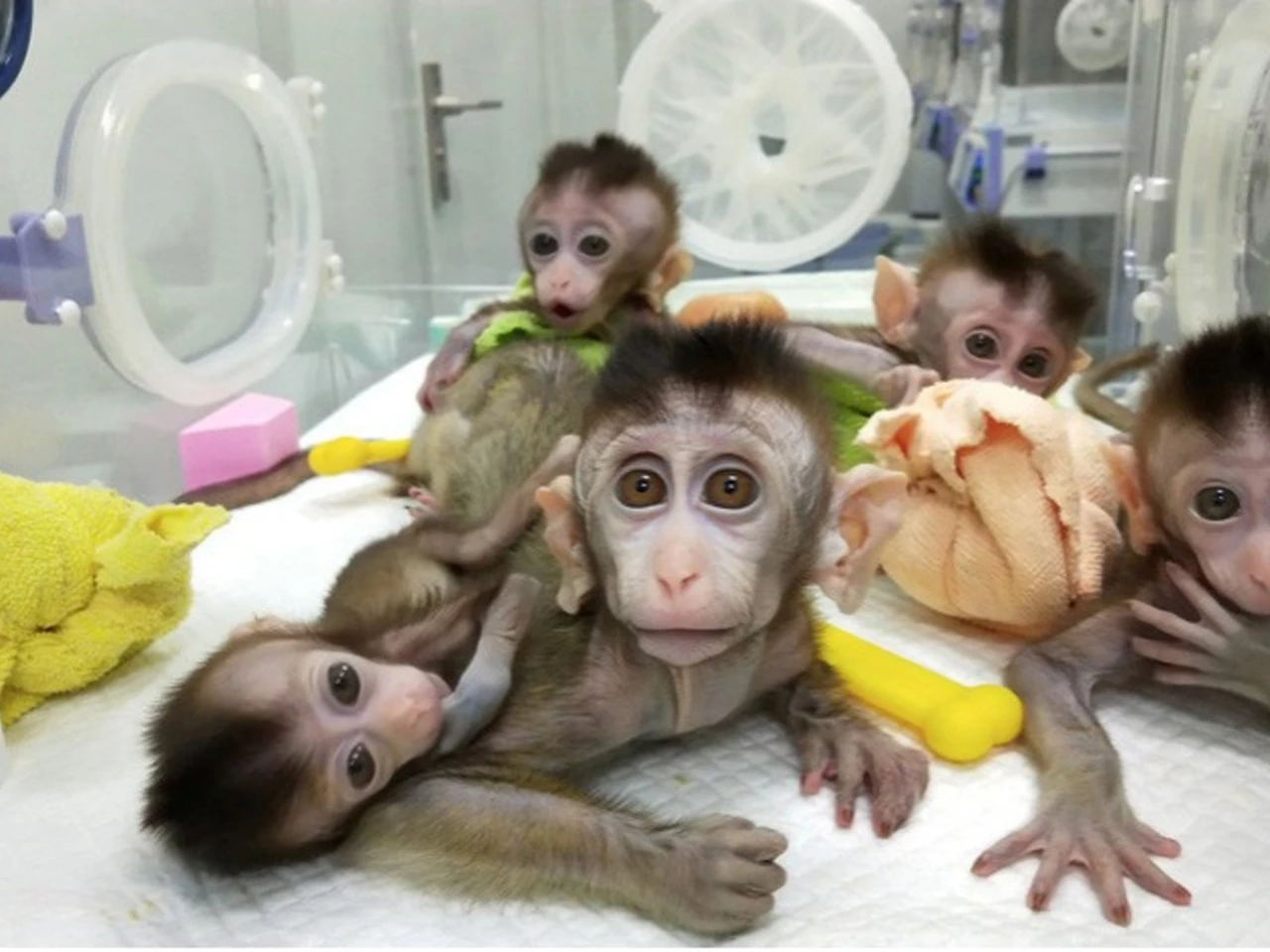 Clonan 5 monos alterados genéticamente para analizar trastornos humanos