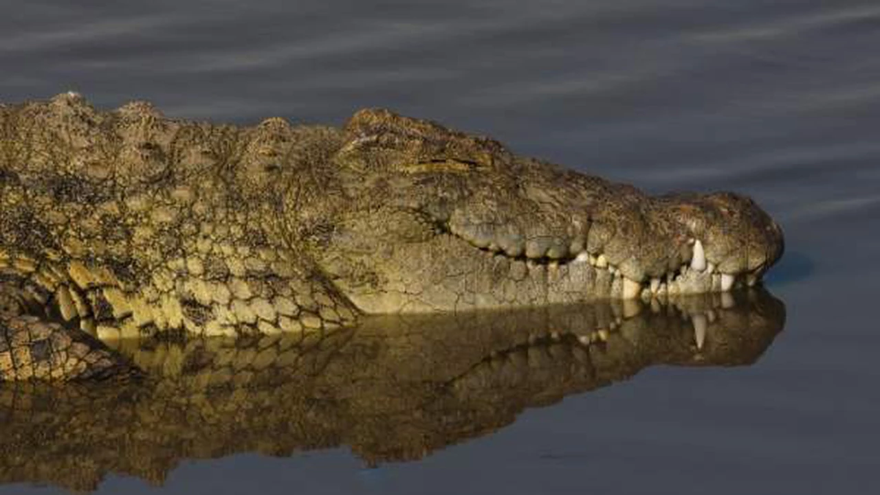 Por las inundaciones en Australia los cocodrilos andan sueltos en las calles