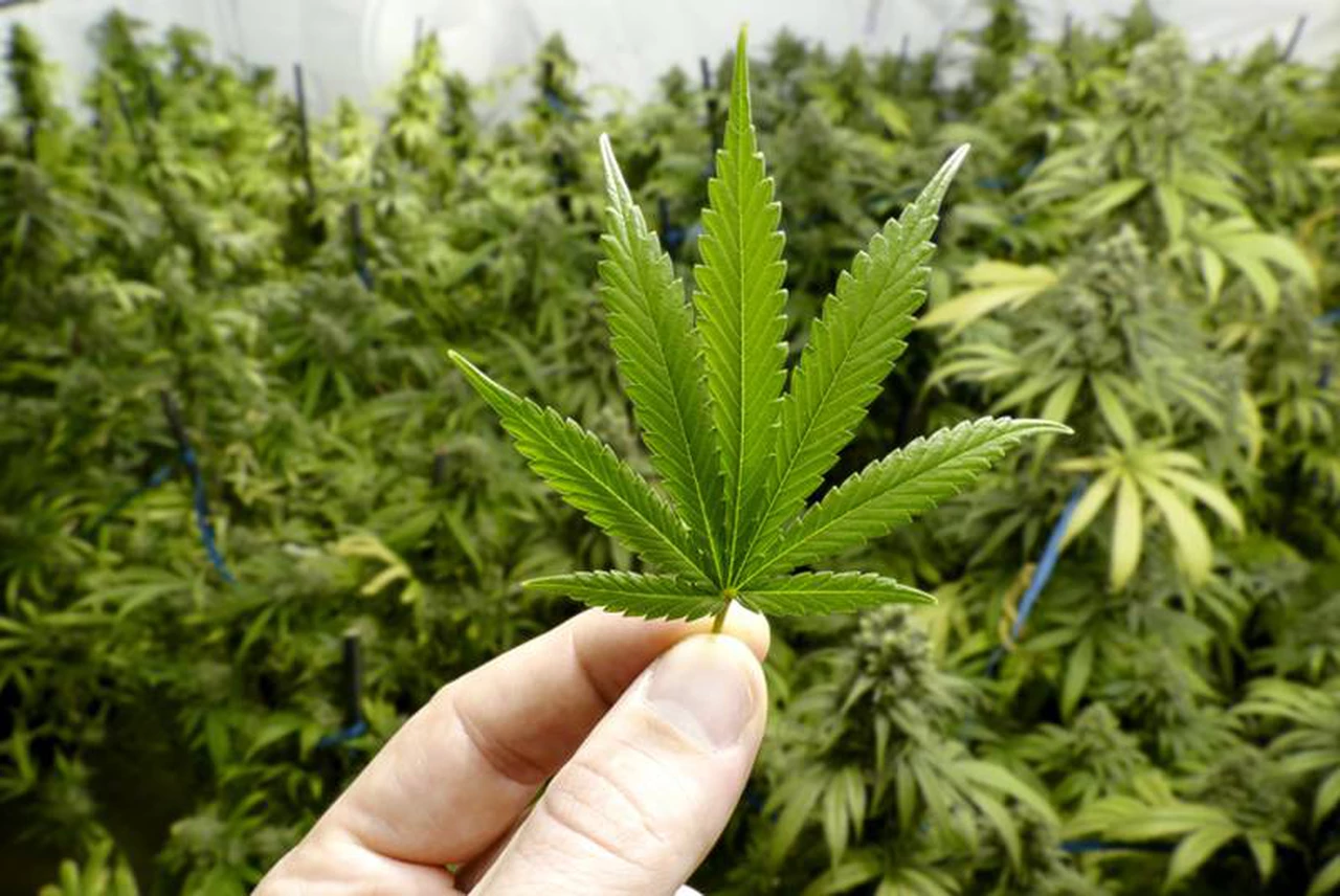 Fin de la discusión: el cannabis no es una droga peligrosa