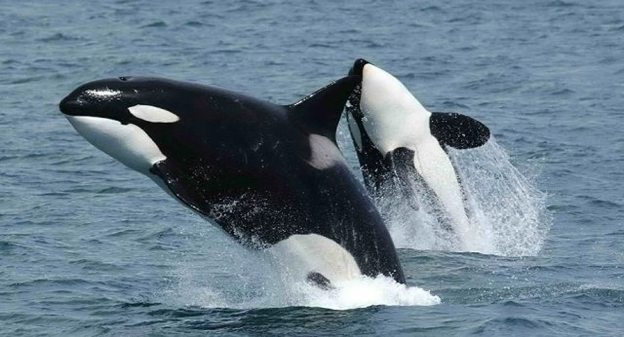 Alerta en Mar del Plata: aparecieron orcas en la costa