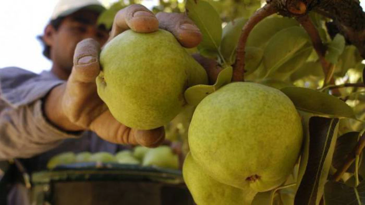 Brasil suspendió por tiempo indeterminado las importaciones a las peras y manzanas argentinas