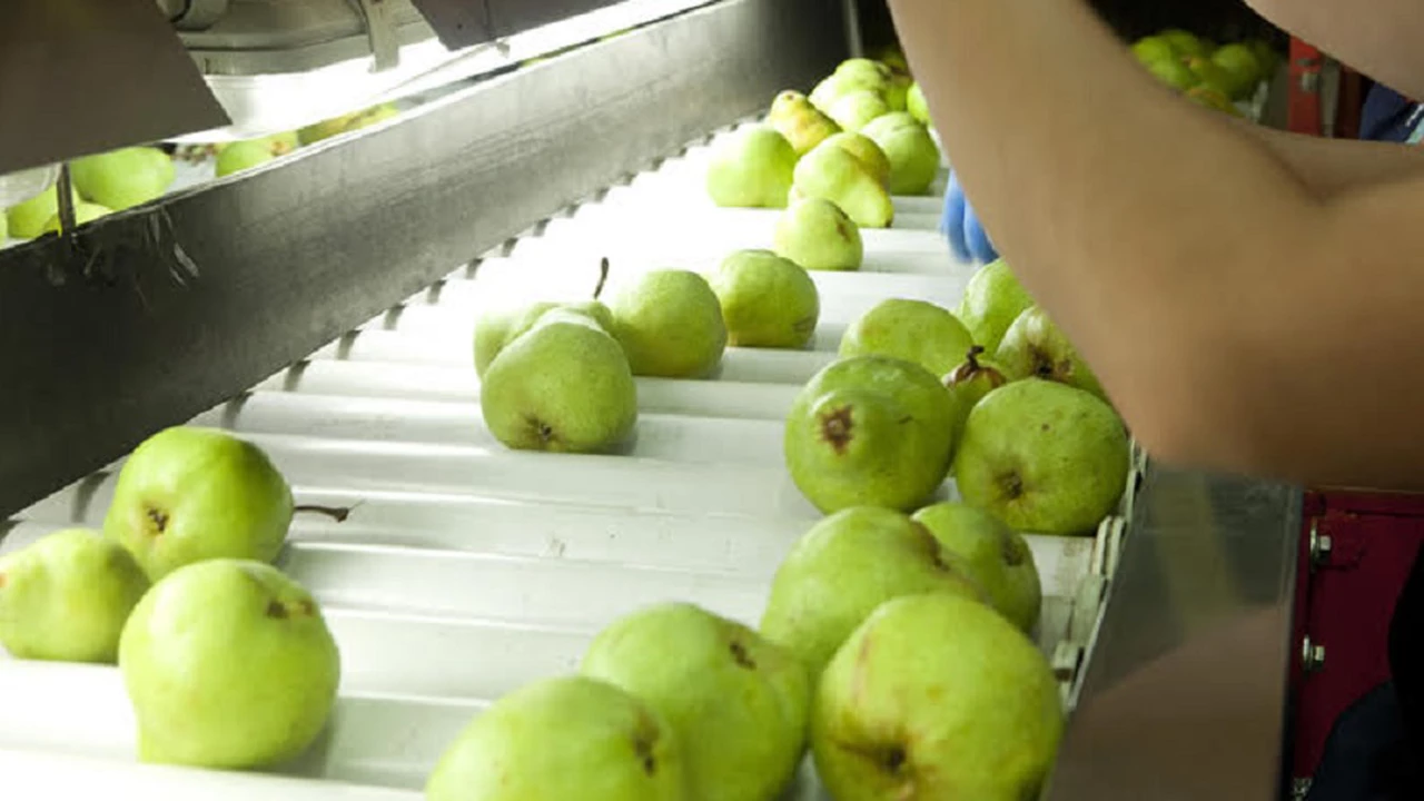 Por deudas millonarias en aportes patronales, desde junio la AFIP podría rematar chacras de peras y manzanas