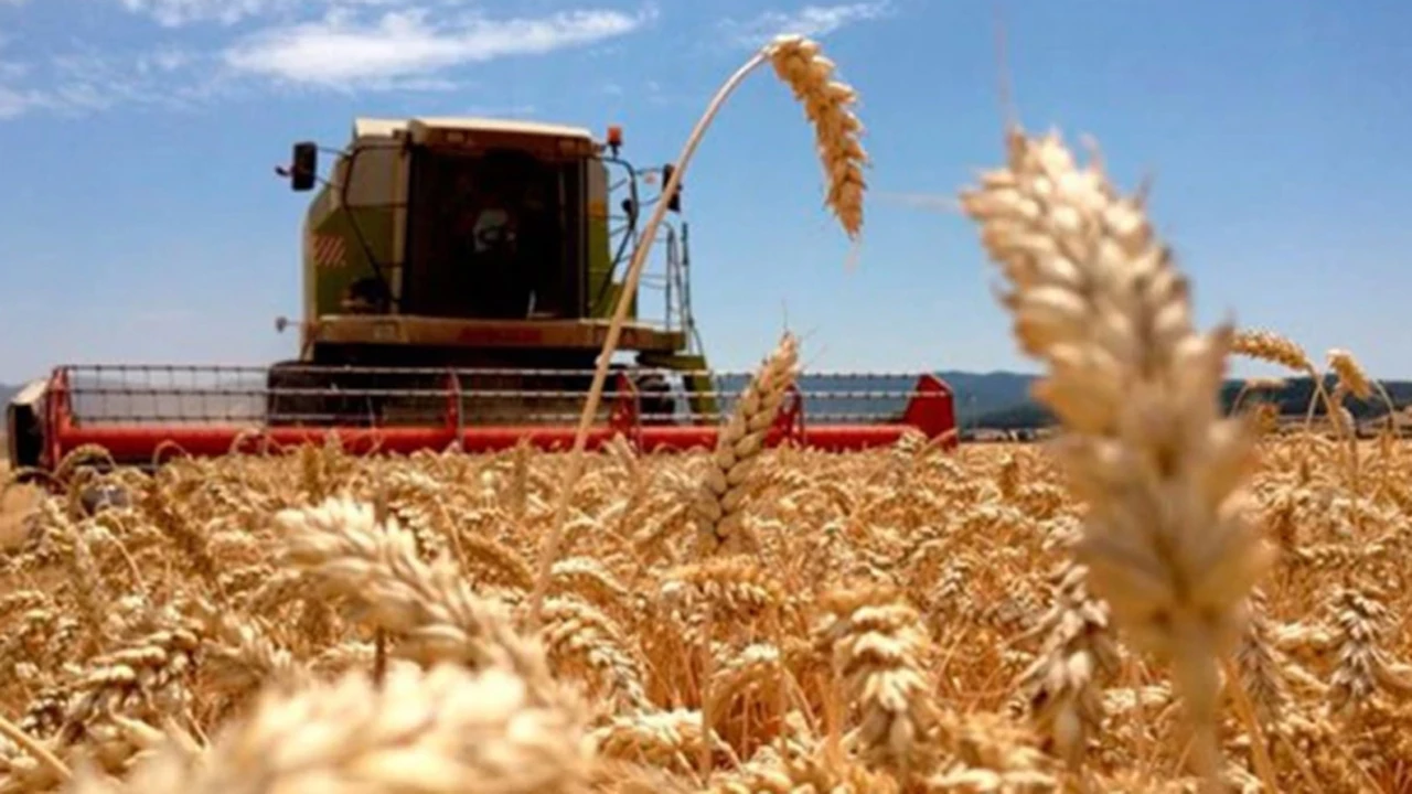 Prevén que la producción de trigo alcanzará un récord histórico