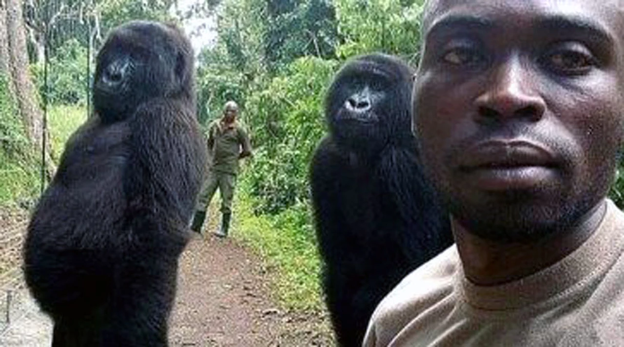Furor por las "selfies" de gorilas con guardaparques del Congo