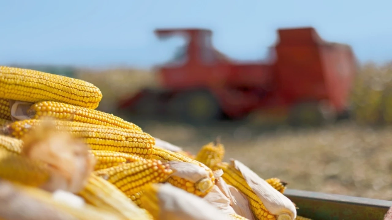 Rinde récord eleva la cosecha de maíz y el trigo tendrá la mayor siembra en 18 años