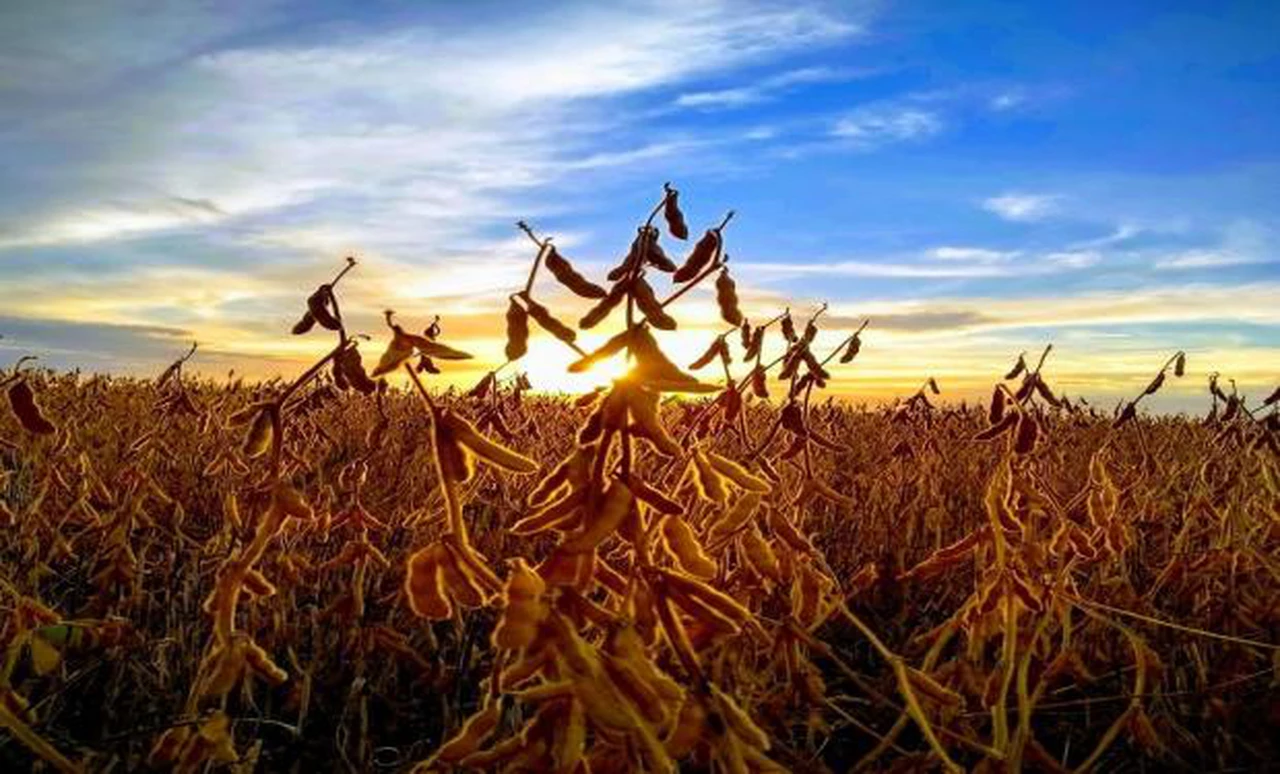 El derrumbe de la soja ya le cuesta a la Argentina alrededor de u$s3.000 millones