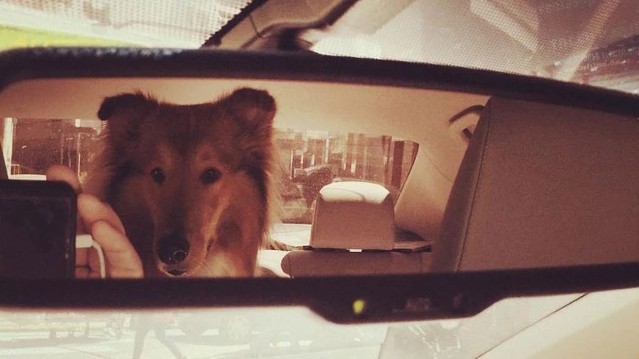 El perro de Alberto Fernández ya tiene sus cuentas en redes sociales