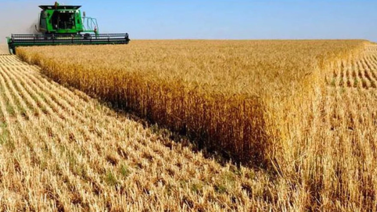 El USDA recortó la producción de trigo argentino y aumentó las exportaciones de soja