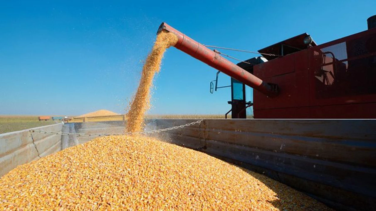 Gobierno celebra el récord de exportaciones de maíz: casi 25 millones de toneladas entre enero y agosto