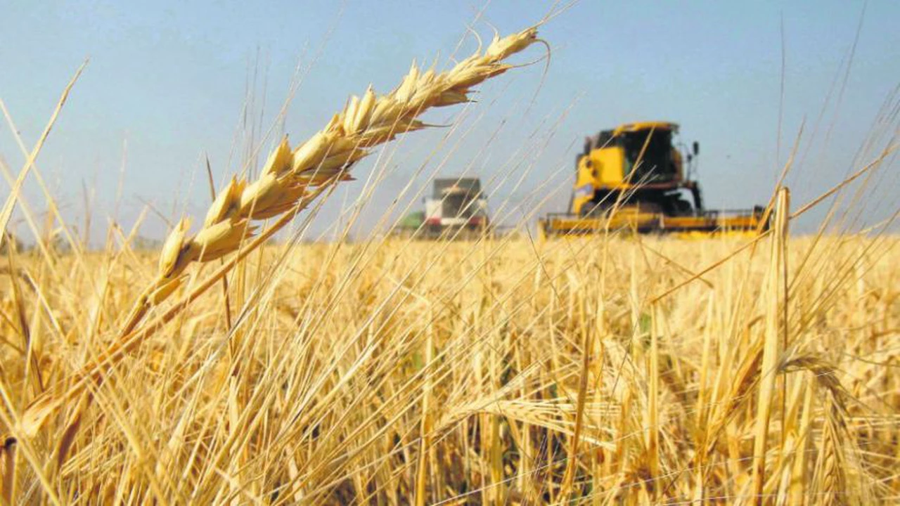 El gobierno proyecta que se cosecharán 124 millones de toneladas de trigo, soja y maíz