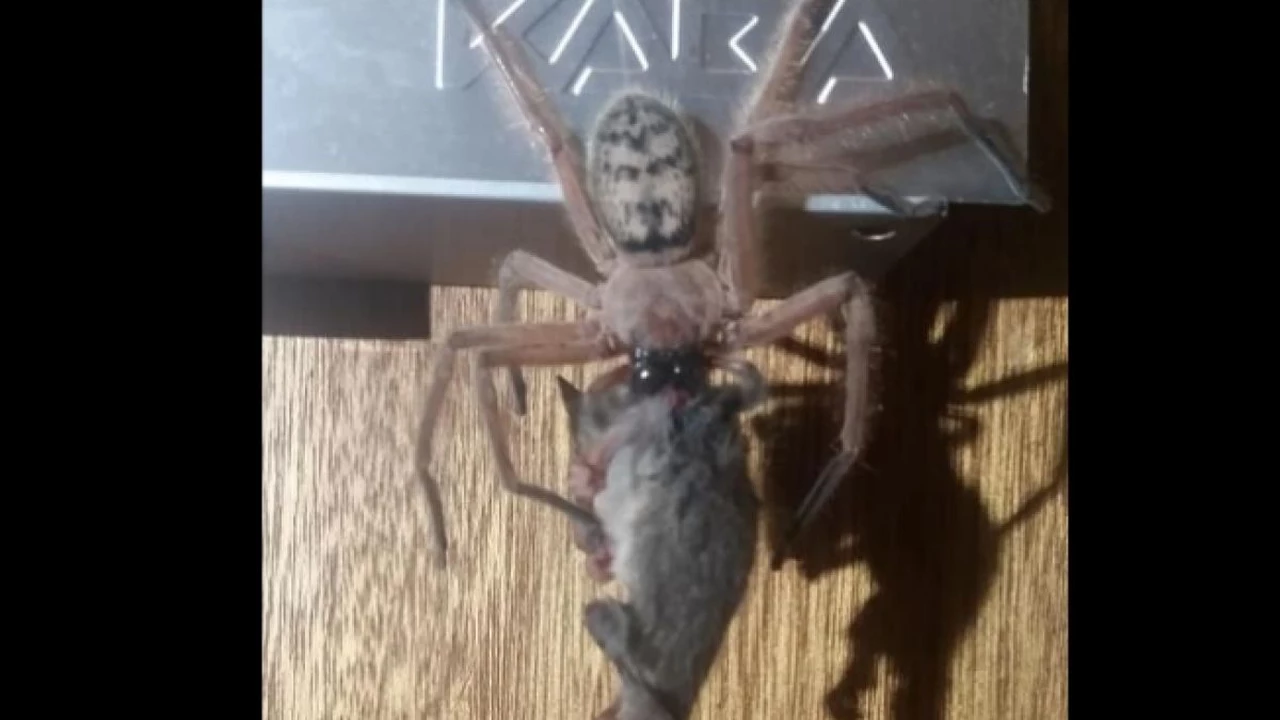 De terror: Una araña gigante se comió a una zarigüeya