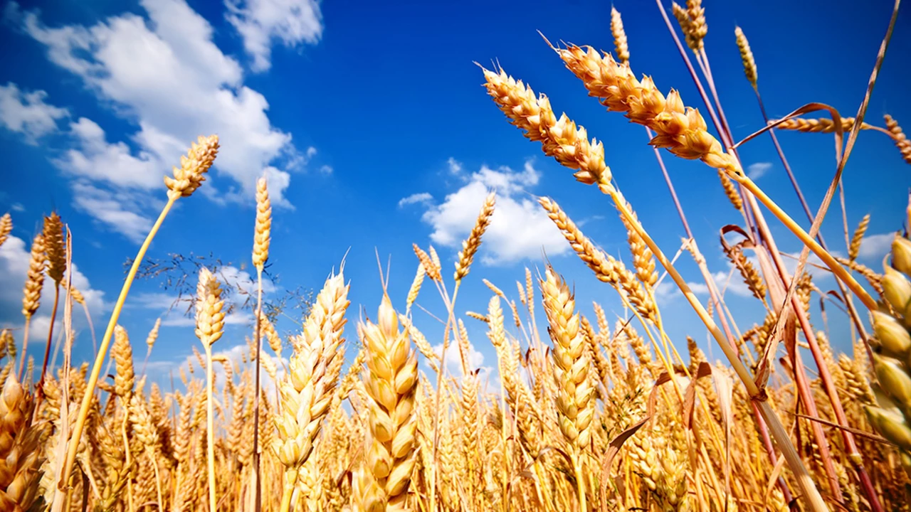Se blanqueó trigo por casi $2.000 millones