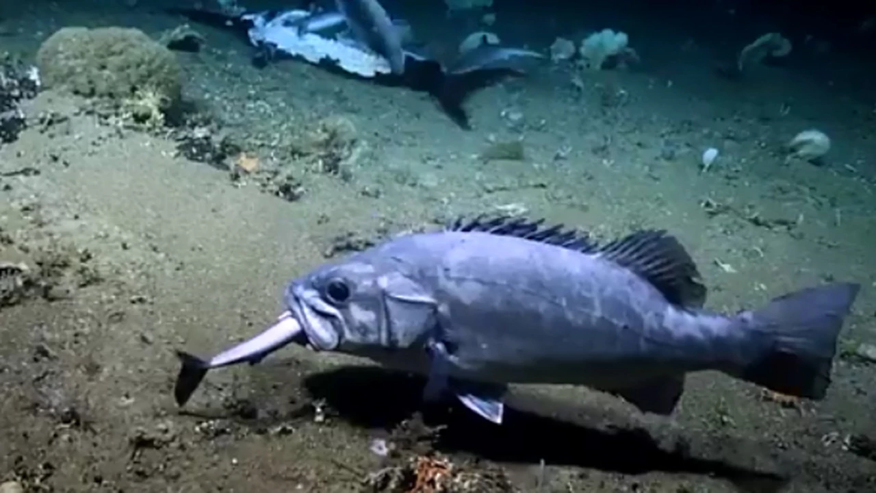 Impresionante video: un pez de aguas profundas se come un tiburón entero