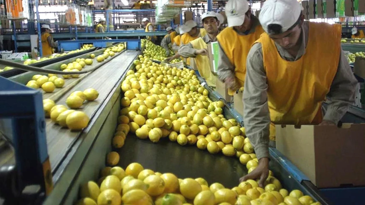 La Argentina concretó la primera exportación de limones a la India