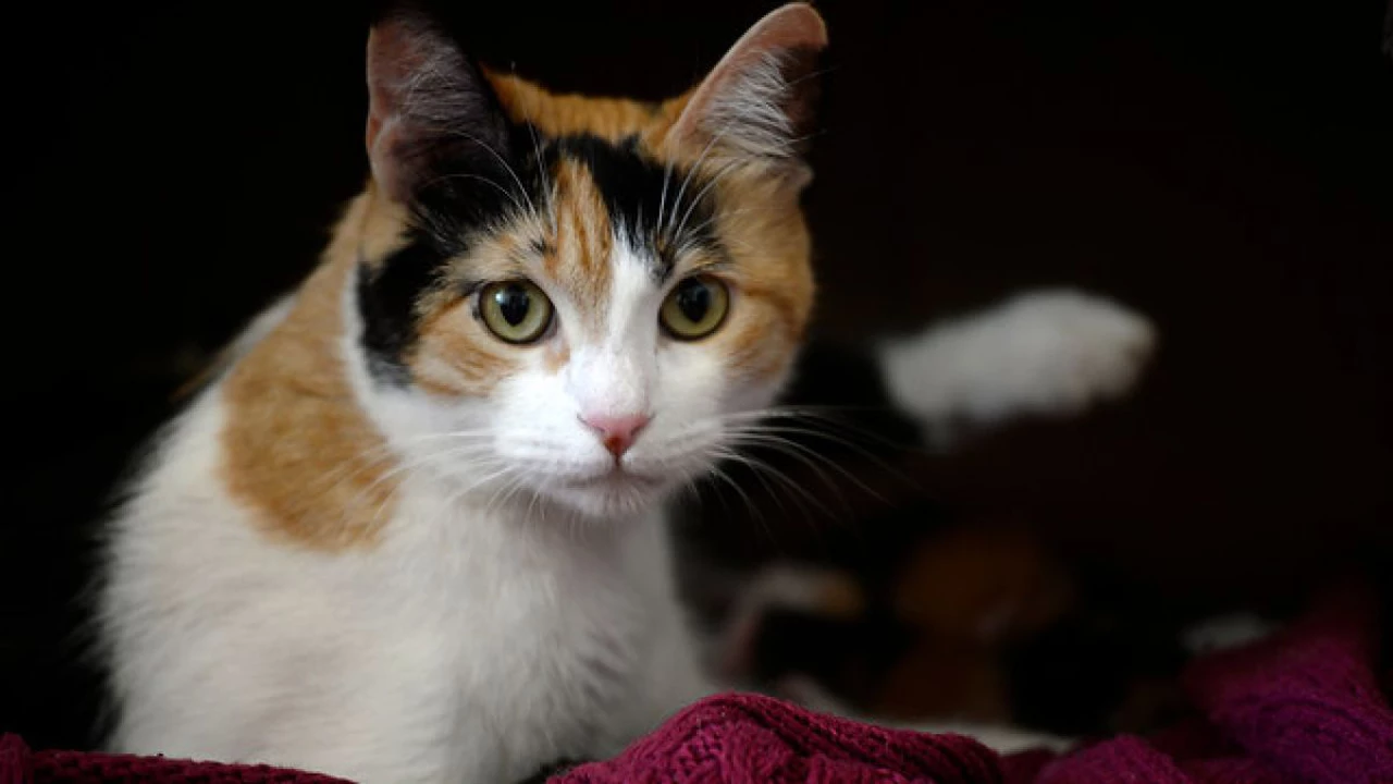 El VIH en gatos, ¿qué es el virus de inmunodeficiencia felina?