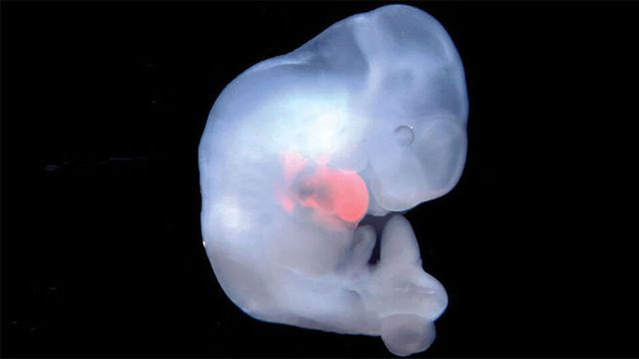 "Humanimales", el polémico experimento que busca crear embriones animales con células humanas