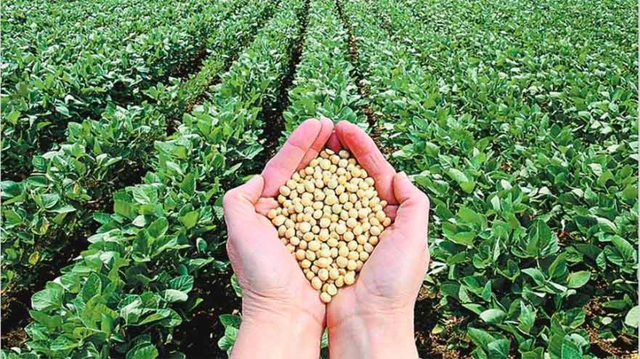 Argentina, en la mira de China para importaciones de soja