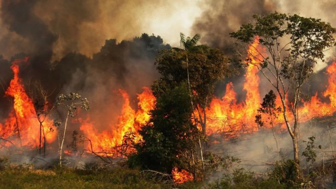 "Lo peor está por llegar": qué se esconde tras los catastróficos incendios del Amazonas