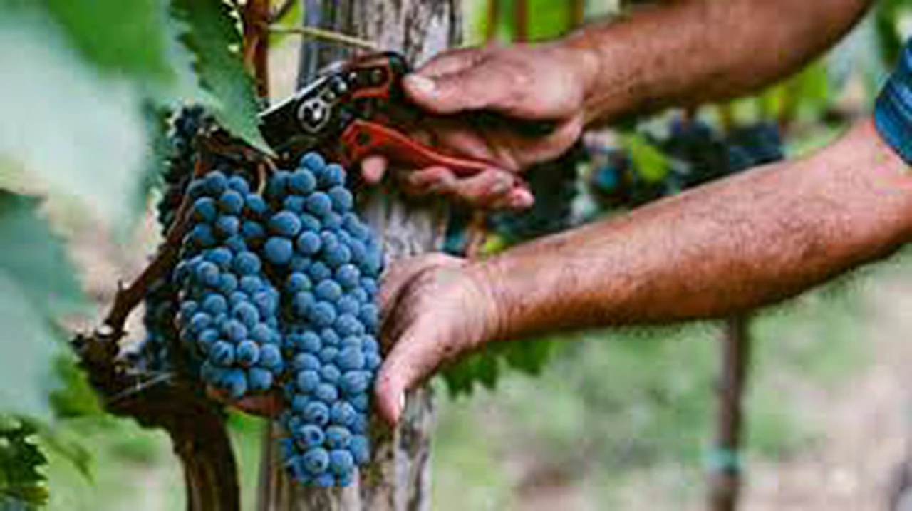 Desarrollo Productivo y el Gobierno de Mendoza otorgan préstamos a productores vitivinícolas con tasas bonificadas