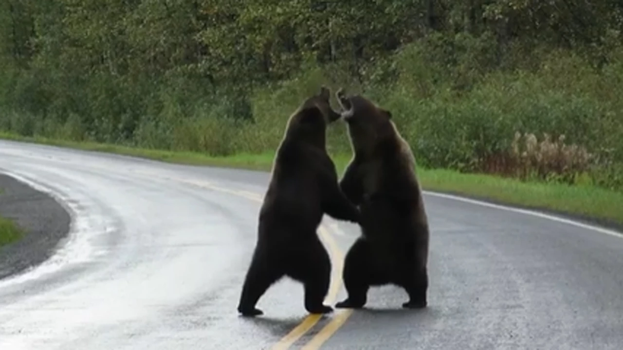 Video: la impresionante pelea de dos osos en medio de la ruta