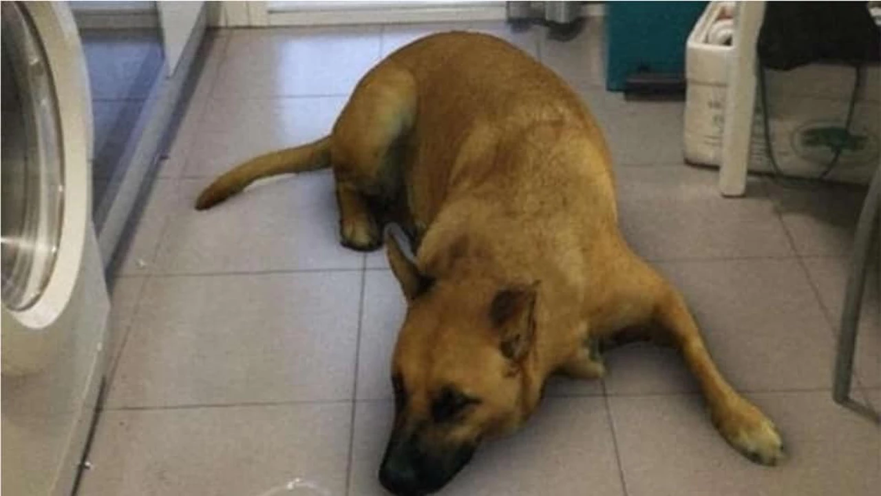 "Sasha Dog": furor en Instagram por el filtro del perro