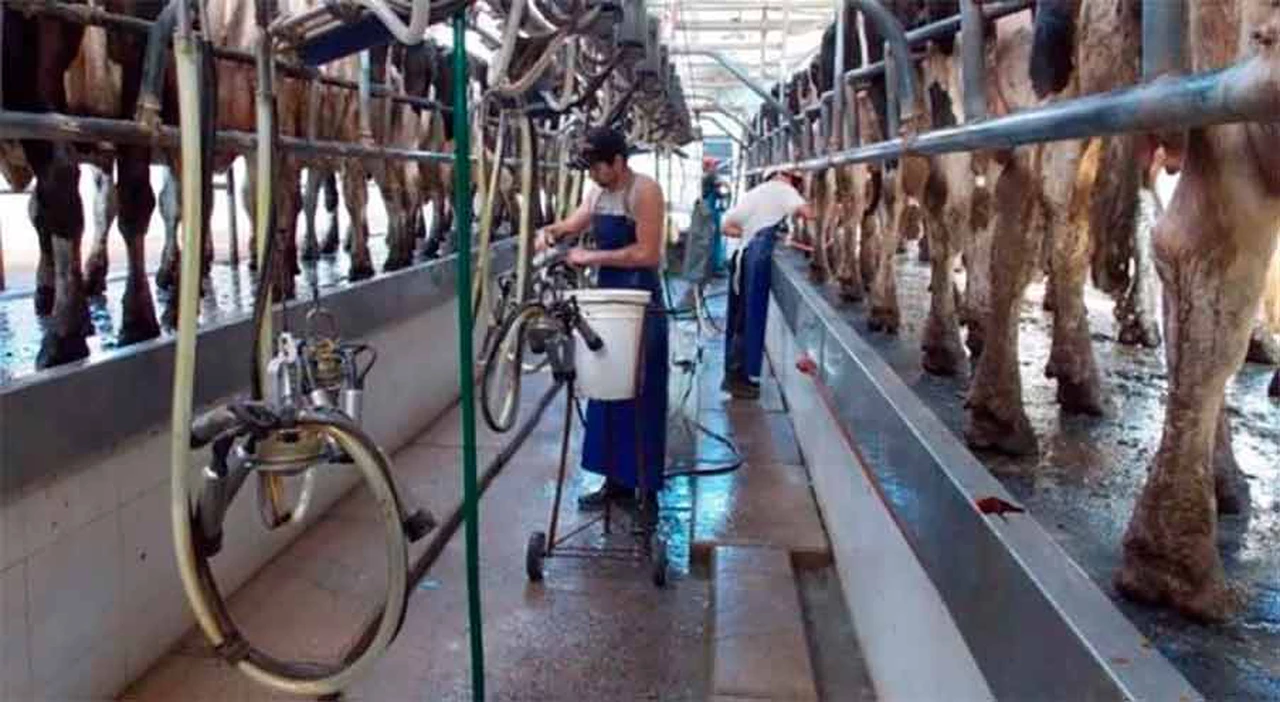 Dura posición de los ruralistas: "A este Gobierno tampoco parece importarle la lechería"