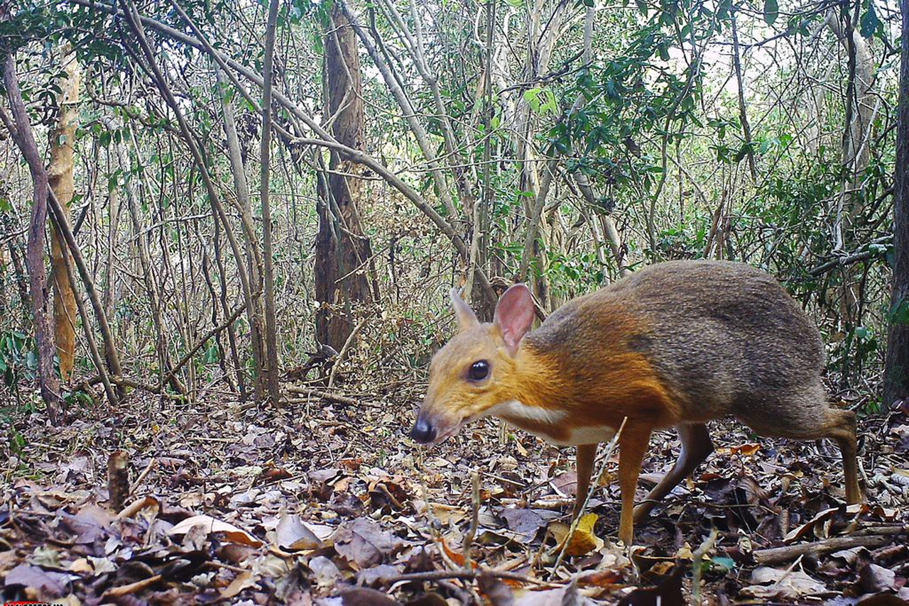 Descubren extrañas criaturas llamadas "ciervos ratón" que creían extintas