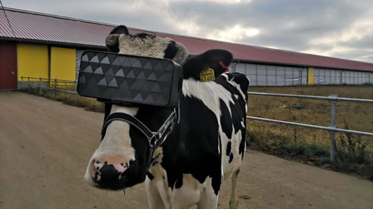 Experiencias "revolucionarias" en el agro: usan realidad virtual en vacas para que pasten en "campos inmersivos"