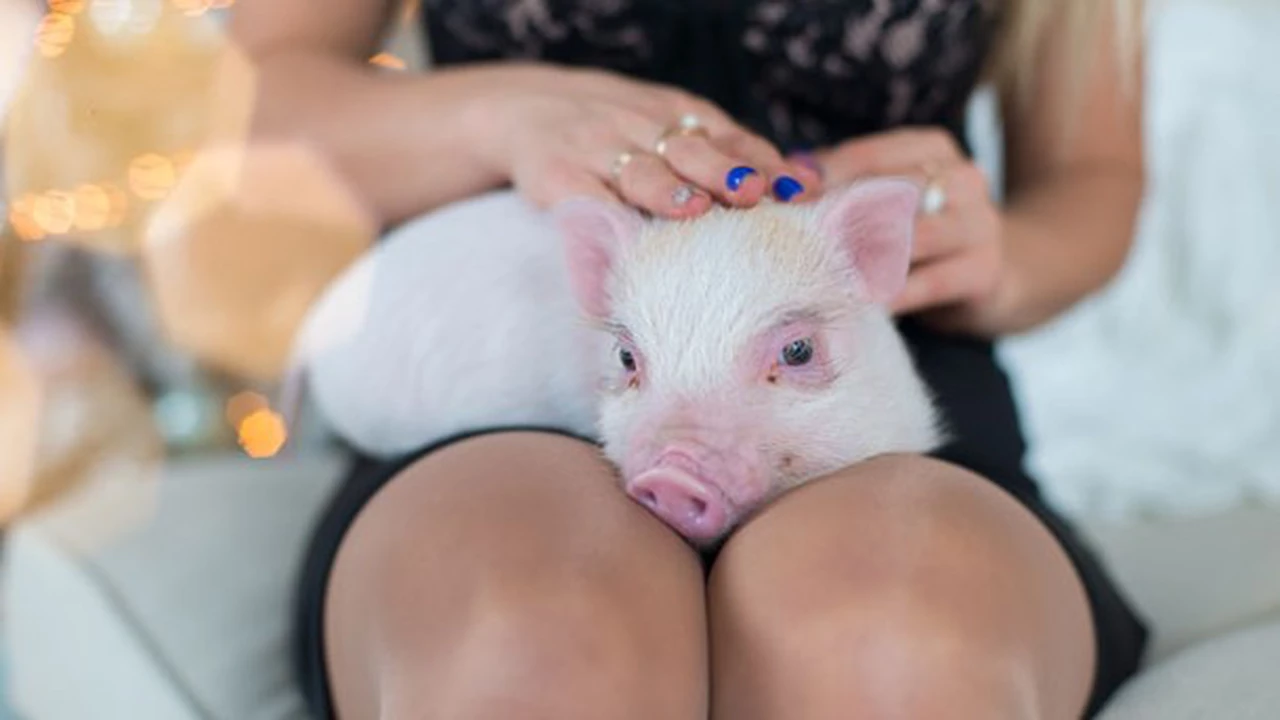 El boom de los mini pigs, las mascotas que llegaron a la Argentina