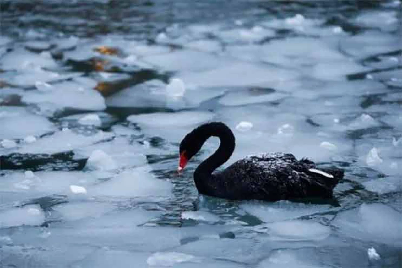 Por qué a los eventos inesperados se los llama "cisnes negros" y cómo la ciencia está trabajando para predecirlos