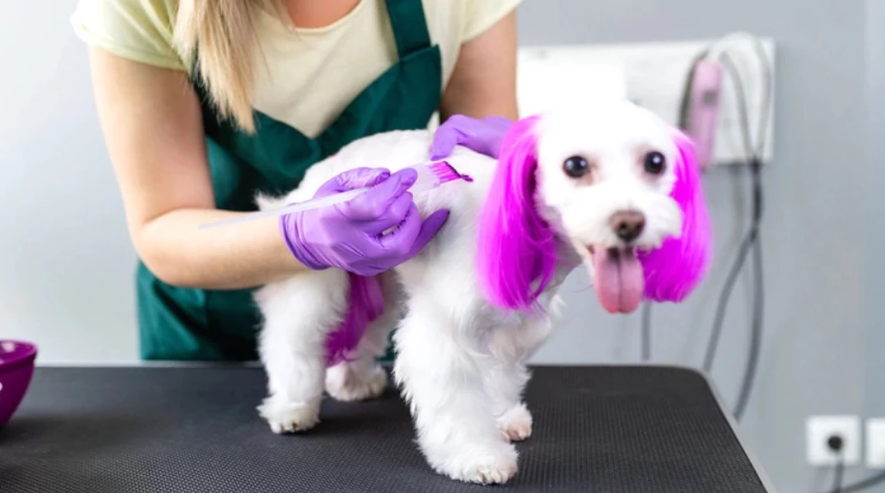 La Legislatura porteña prohibió las intervenciones quirúrgicas estéticas a las mascotas