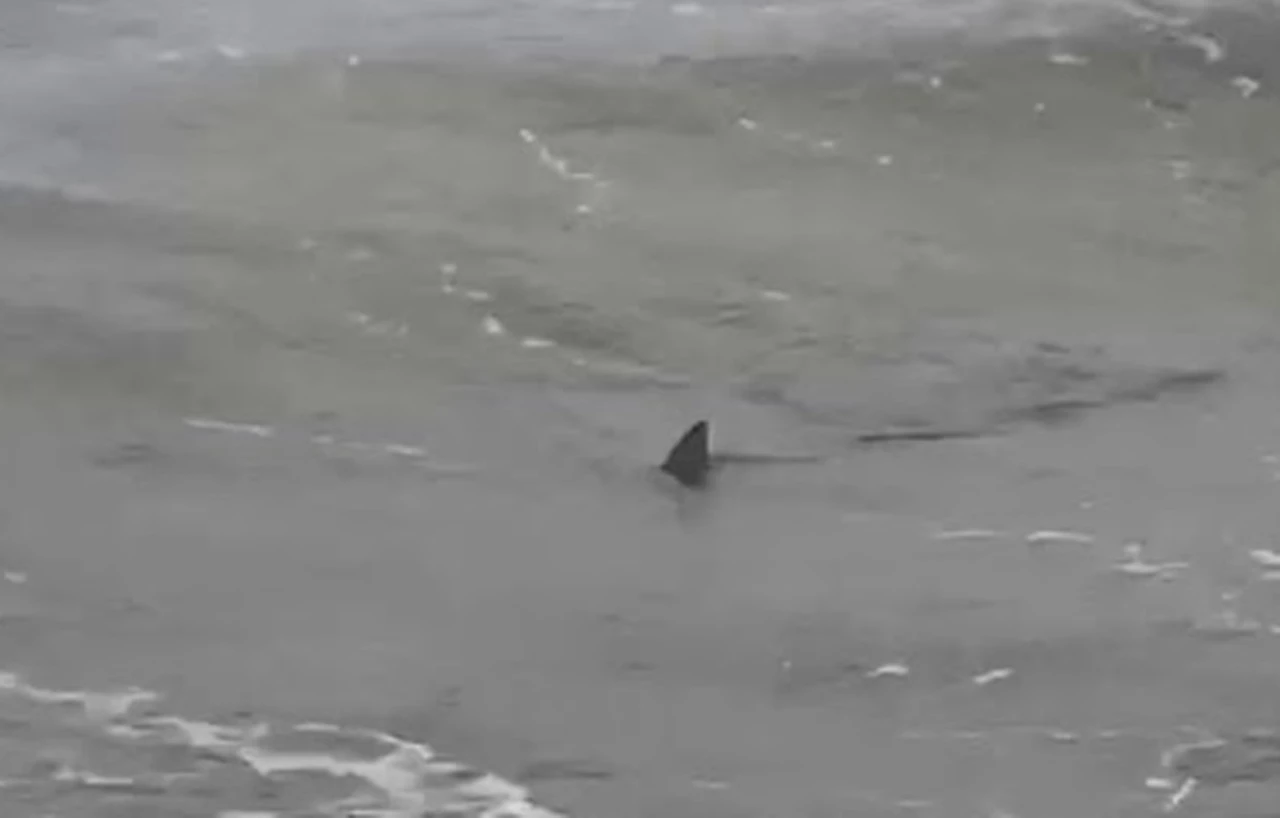 Video: el tremendo susto que se llevaron los turistas al ver tres tiburones en la costa de Monte Hermoso