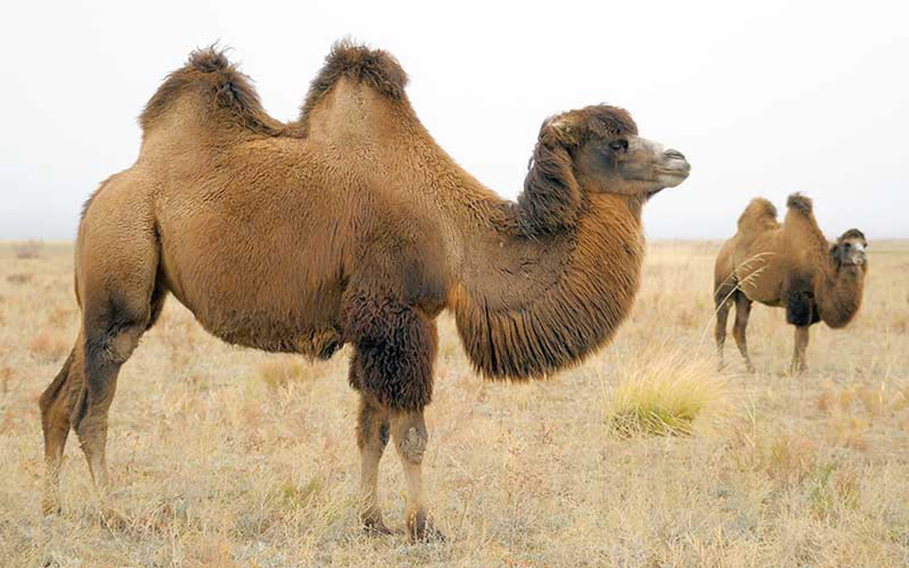 Australia usará francotiradores para sacrificar a 10 mil camellos, ya que la especie se expandió demasiado