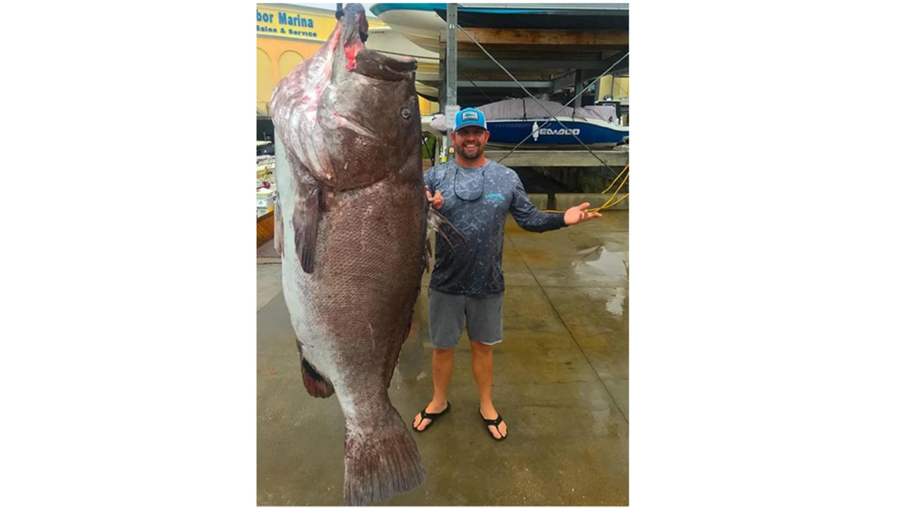Increíble: pescan un Mero de casi 160 kilos