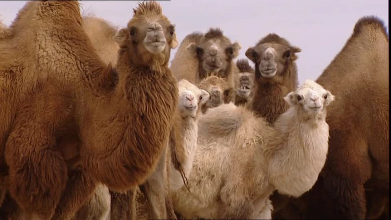 Los francotiradores ya mataron a más de 5 mil camellos en Australia
