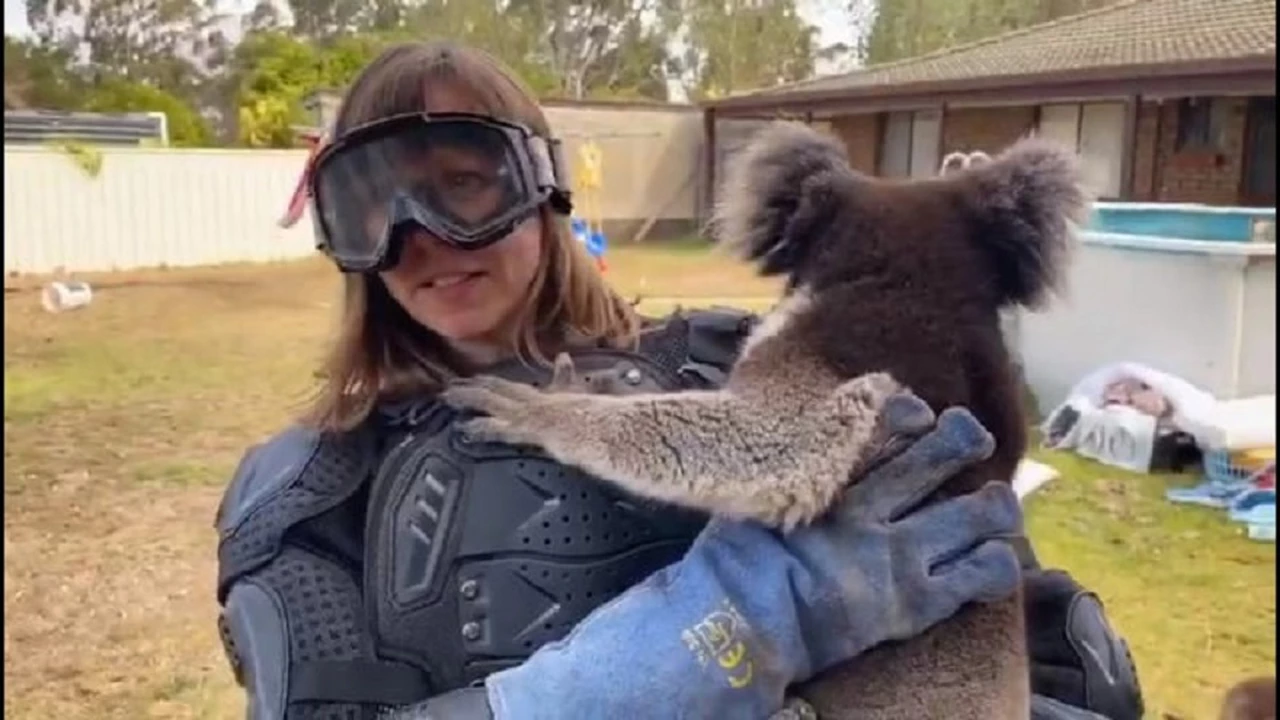 Video: engañada por compañeros, una periodista hizo un reportaje sobre "koalas venenosos"