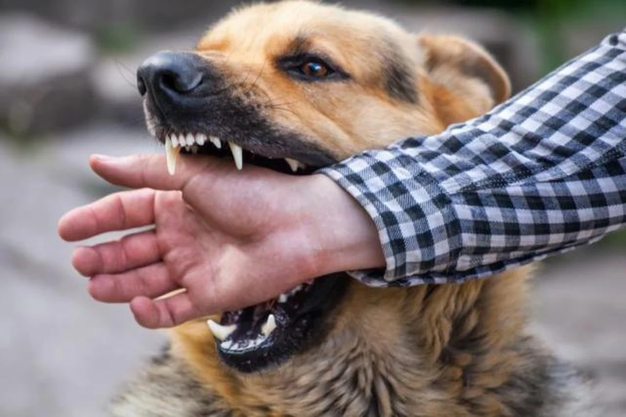 Mordedura de un perro: cómo reaccionar ante esta urgencia infectológica