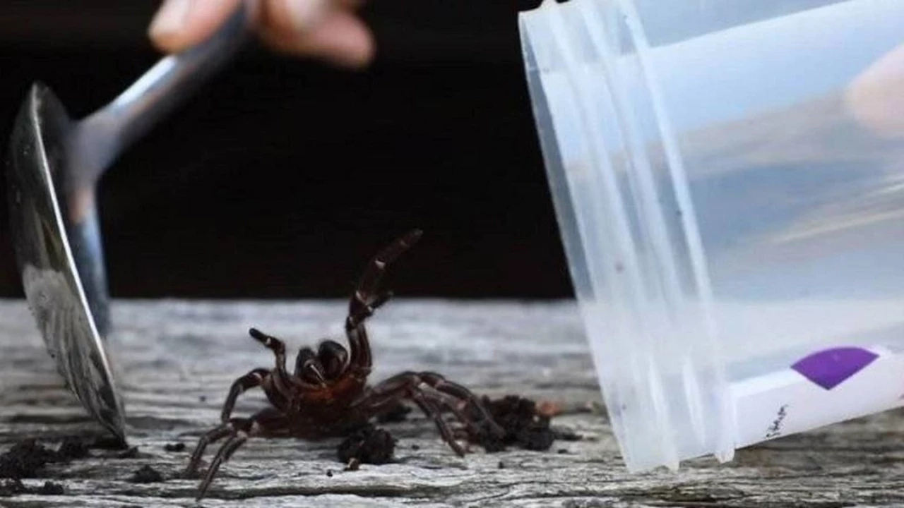 El caos en Australia: a los incendios e inundaciones, ahora se suman arañas mortales