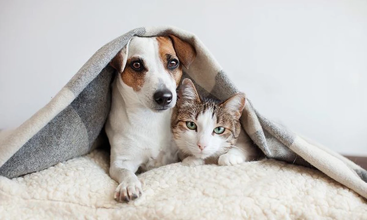 ¿Tenés mascotas?: estos son los síntomas de coronavirus en perros y gatos