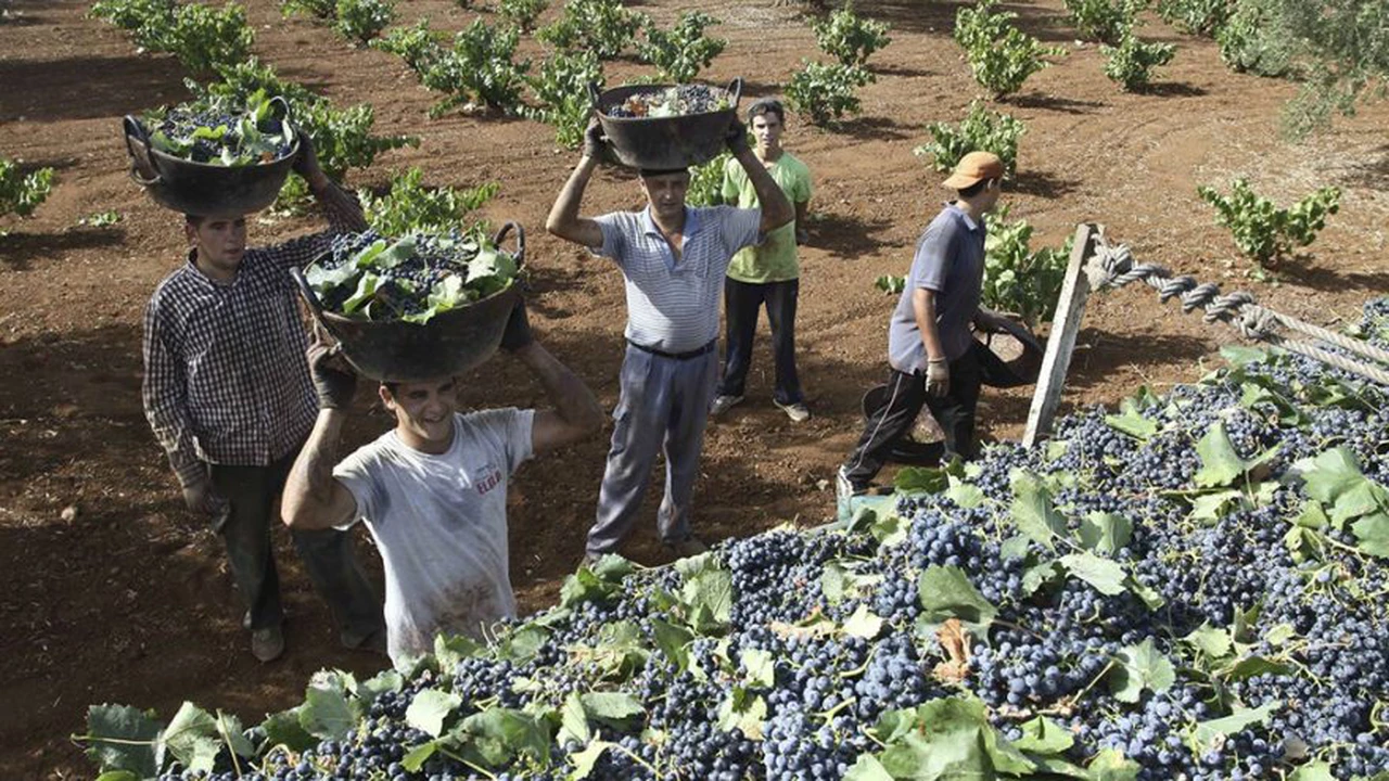 Las Pymes advierten sobre la industria del vino: "La mayoría de los productores está en quebranto generalizado"
